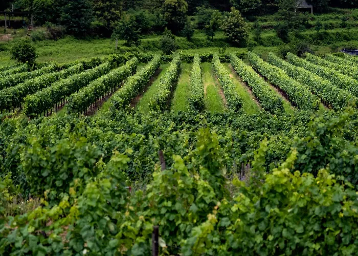 Quinta De Cypriano - Wine & Nature