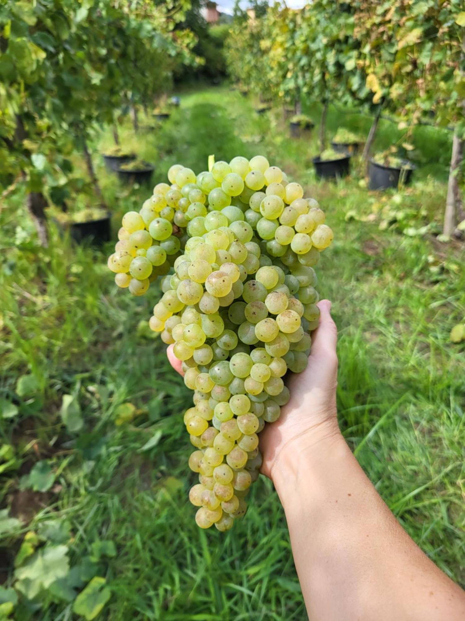 Bauernhof Quinta De Cypriano - Wine & Nature