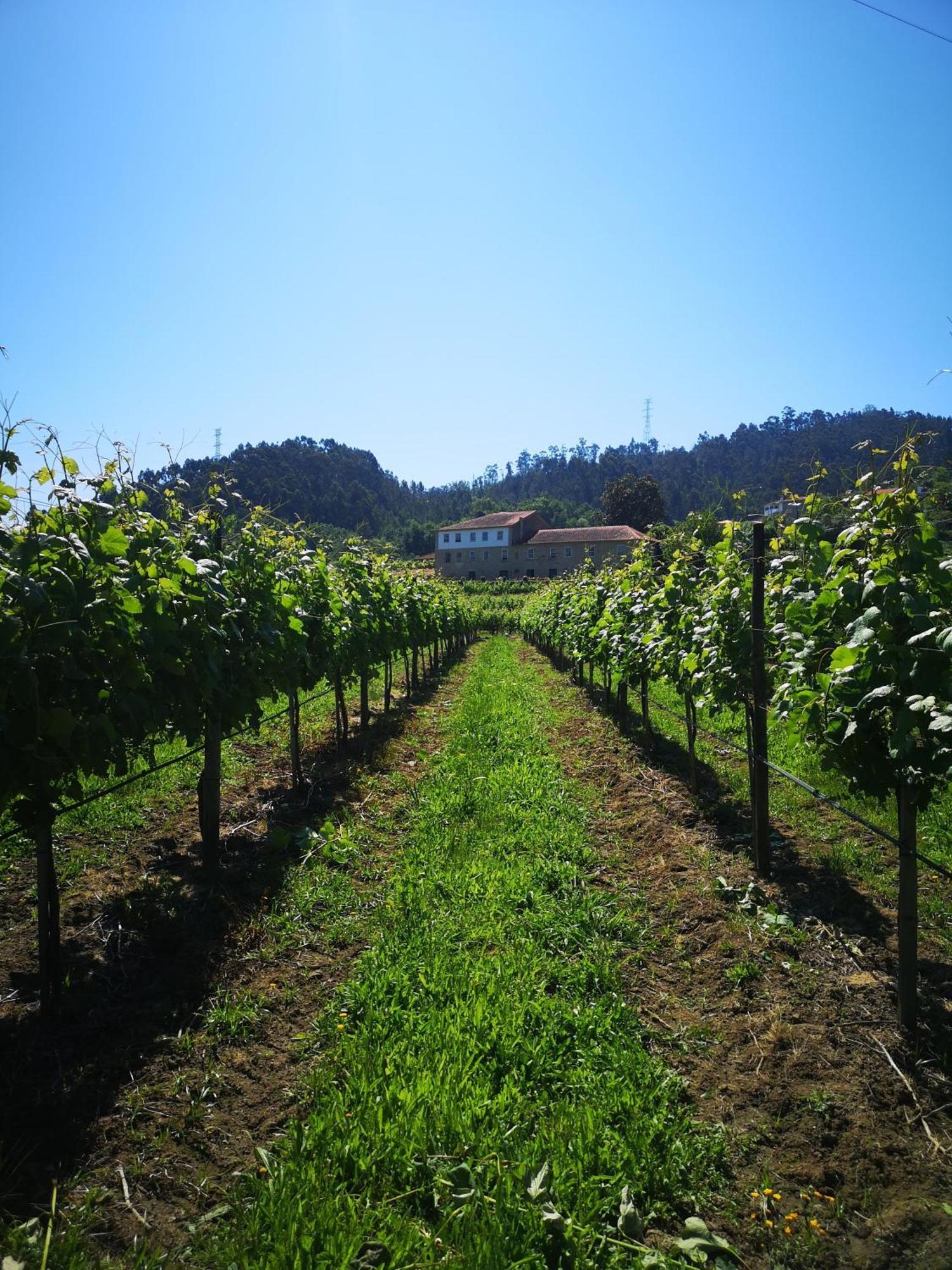 Séjour à la ferme Quinta De Cypriano - Wine & Nature *